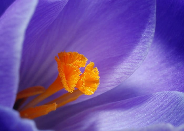 Macro flower photography