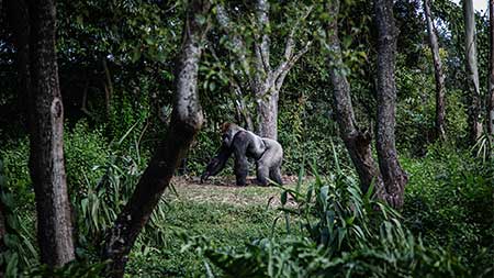 Natural History television’s love for Gorillas & Great Apes