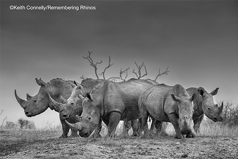 Keith Connelly Rhinos